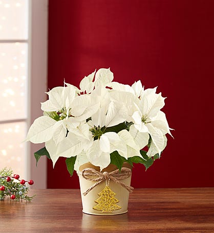Winter White Poinsettia Plant